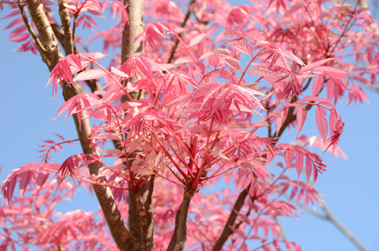 Chinese Cedar Flamingo (Cedrela sinensis)