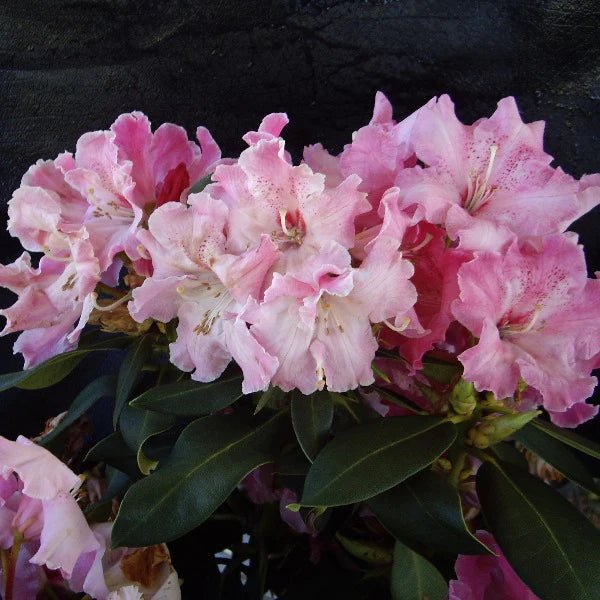 Rhododendron Douglas R Stephen - Ladybird Nursery