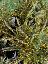 Codiaeum variegatum ‘Gold Dust’ (Fine Leaf Croton)