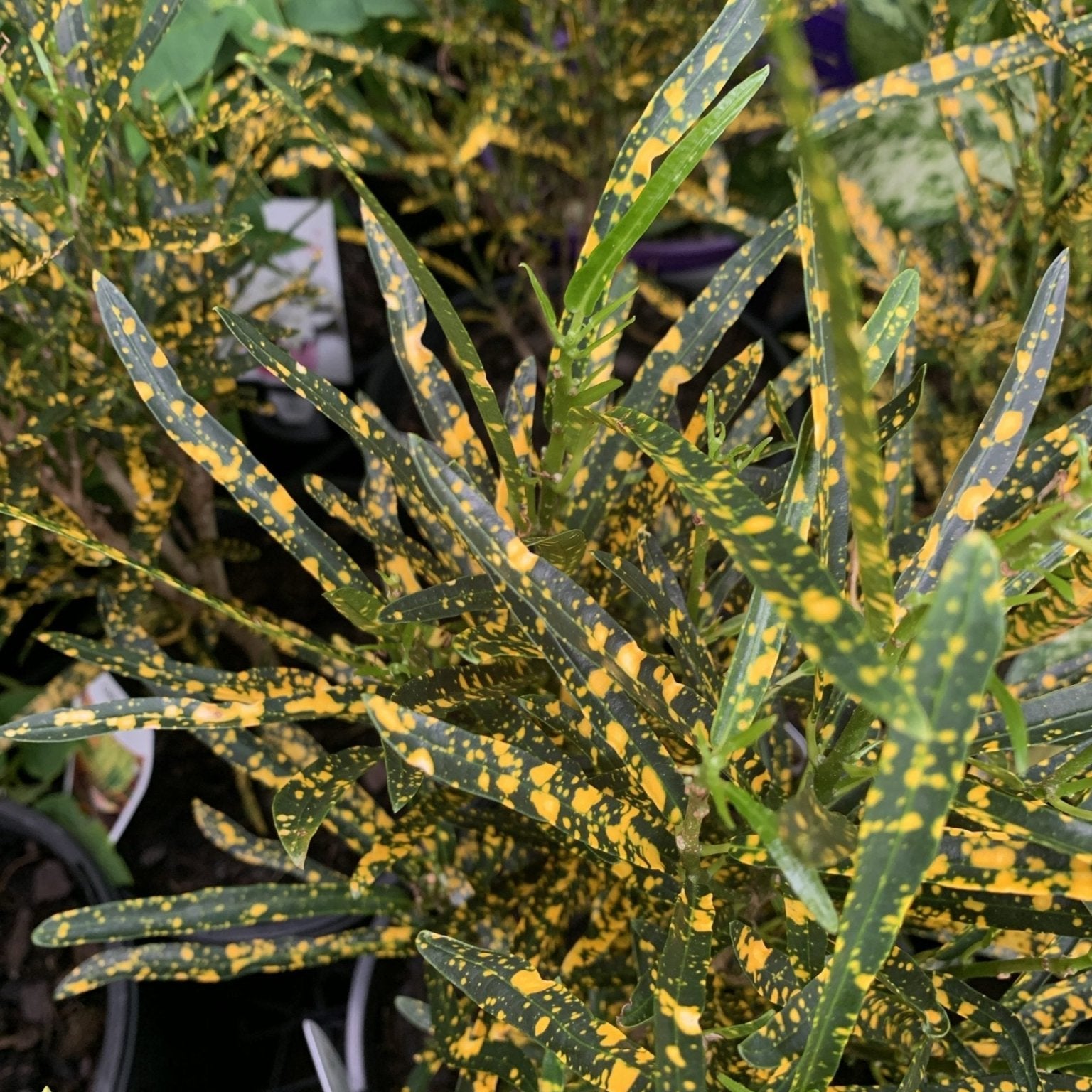 Codiaeum variegatum ‘Gold Dust’ (Fine Leaf Croton) - Ladybird Nursery