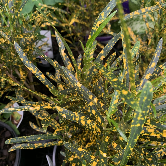 Codiaeum variegatum ‘Gold Dust’ (Fine Leaf Croton) - Ladybird Nursery