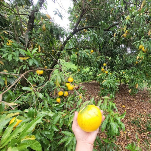 Abiu Z4 - Ladybird Nursery