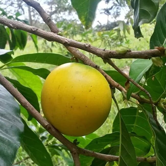 Abiu Z4 - Ladybird Nursery