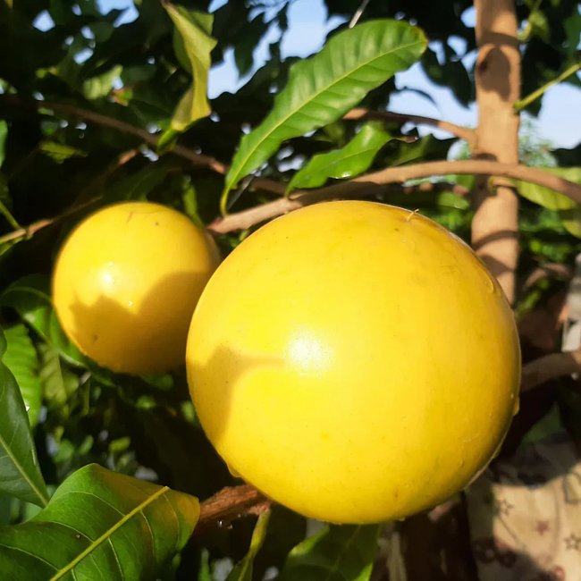 Abiu Z4 - Ladybird Nursery