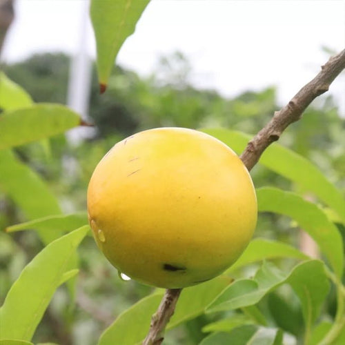 Abiu - Ladybird Nursery