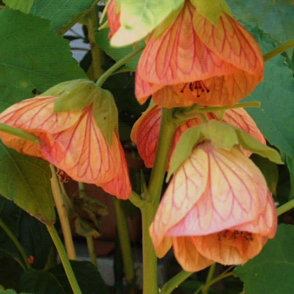 Chinese Lantern Lucky Tangerine (Abutilon hybrida)