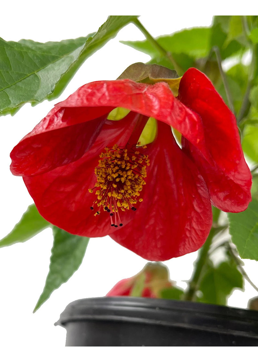 Chinese Lantern Red (Abutilon) - Ladybird Nursery