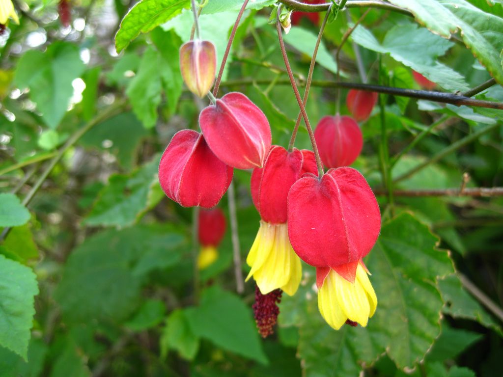 Chinese Lantern Brazilian Bell (Abutilon) - Ladybird Nursery