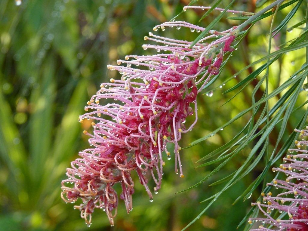 Grevillea 'Flamingo' - Ladybird Nursery