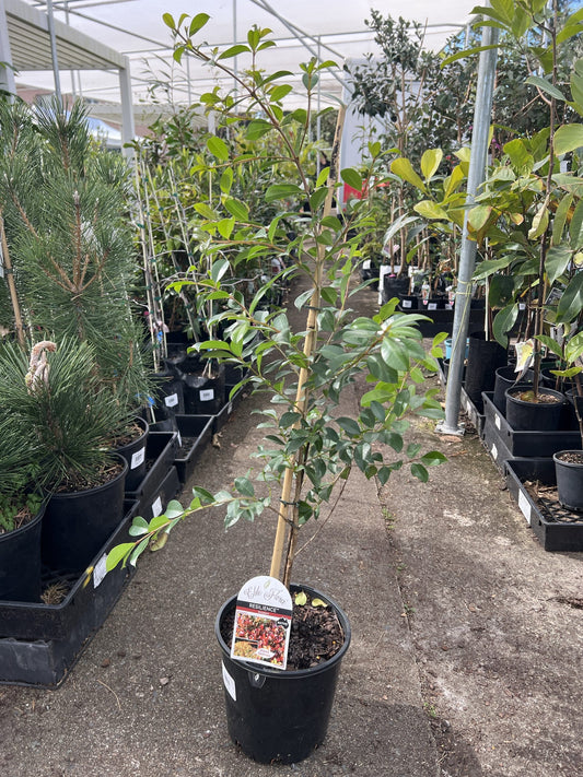 Lilly Pilly Resilience (Syzygium australe)