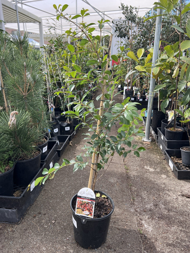 Lilly Pilly Resilience (Syzygium australe)