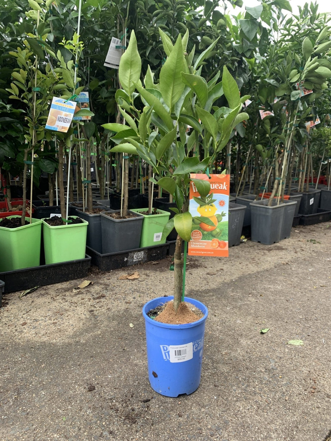 Dwarf Clementine Mandarin (Pipsqueak) - Ladybird Nursery