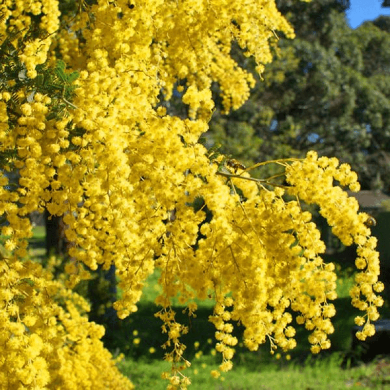 Cootamundra Wattle (Acacia baileyana) - Ladybird Nursery