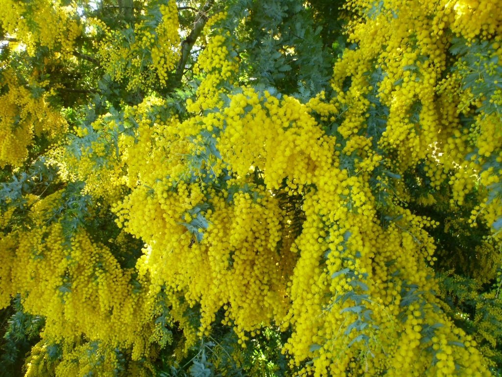 Cootamundra Wattle (Acacia baileyana) - Ladybird Nursery