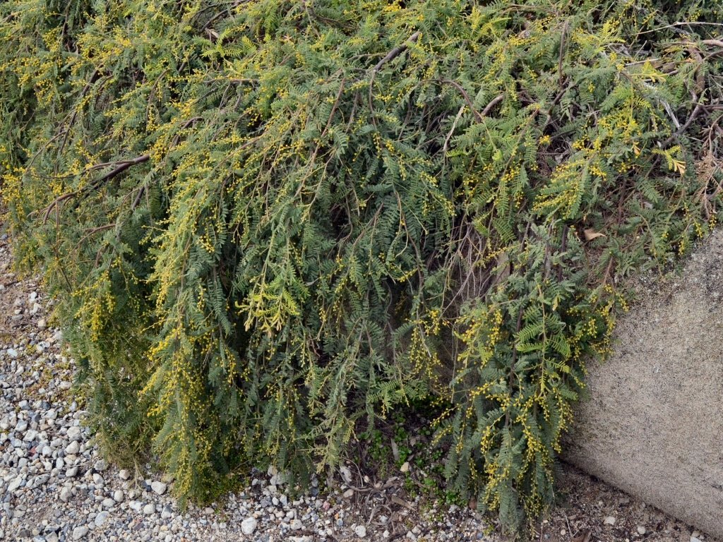 Wyalong Wattle Gold Lace Standards (Acacia cardiophylla) - Ladybird Nursery