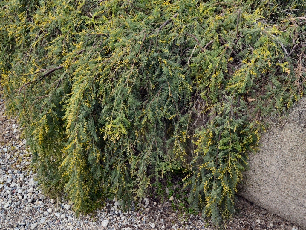Wyalong Wattle Gold Lace Standards (Acacia cardiophylla)