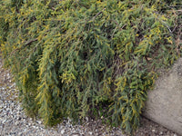 Wyalong Wattle Gold Lace Standards (Acacia cardiophylla)