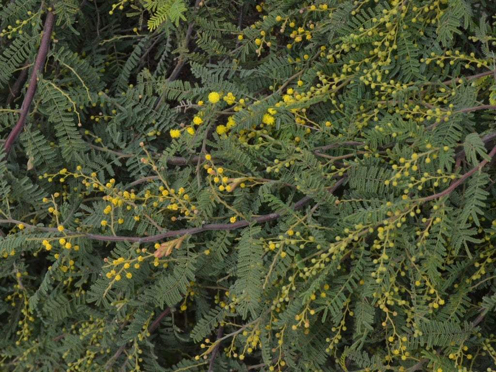 Wyalong Wattle Gold Lace Standards (Acacia cardiophylla)
