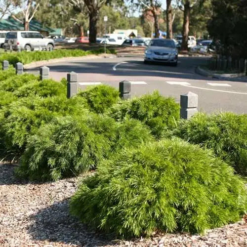 Bower Wattle Micro Matt (Acacia cognata)