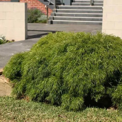 Bower Wattle Mini Cog (Acacia cognata)