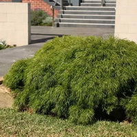 Bower Wattle Mini Cog (Acacia cognata)