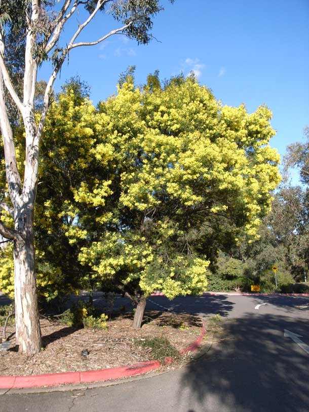 Sunshine Wattle (Acacia terminalis) - Ladybird Nursery