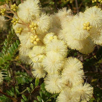 Sunshine Wattle (Acacia terminalis) - Ladybird Nursery