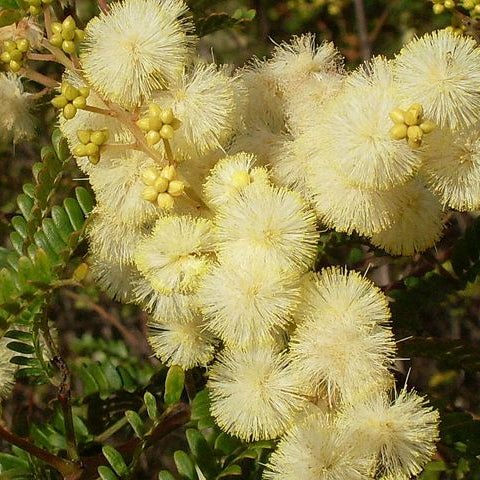 Sunshine Wattle (Acacia terminalis) - Ladybird Nursery