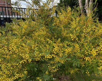 Sunshine Wattle (Acacia terminalis) - Ladybird Nursery