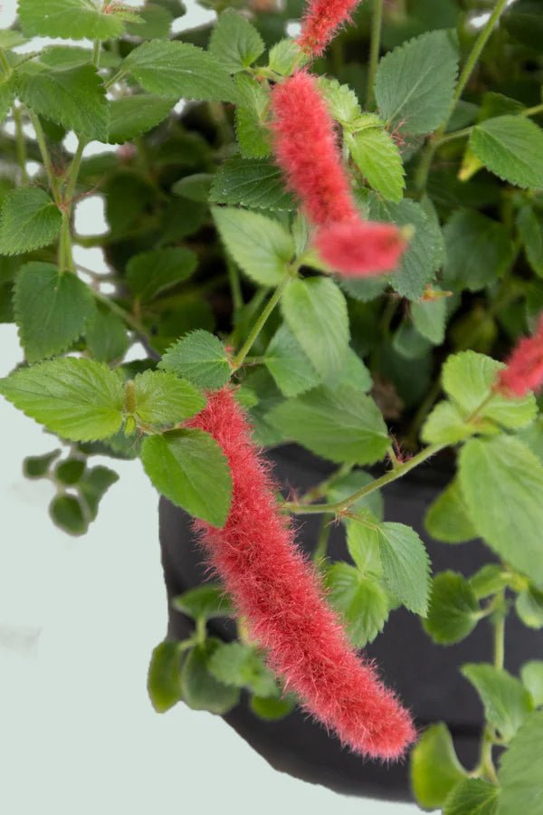 Chenille Plant Stephie (Acalypha reptans) - Ladybird Nursery