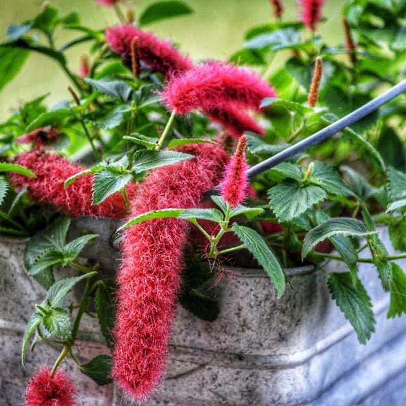 Chenille Plant Stephie (Acalypha reptans) - Ladybird Nursery