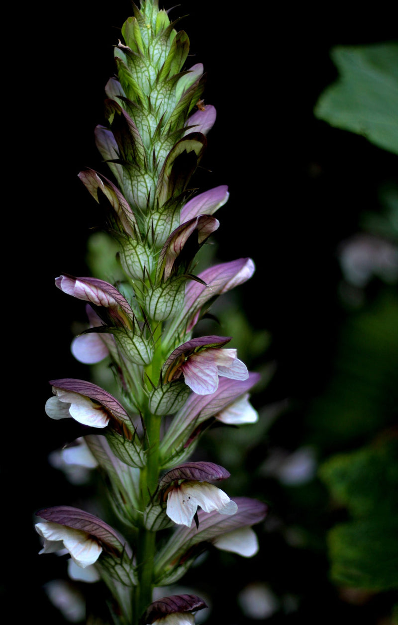 Bear's Breeches Dwarf (Acanthus mollis)