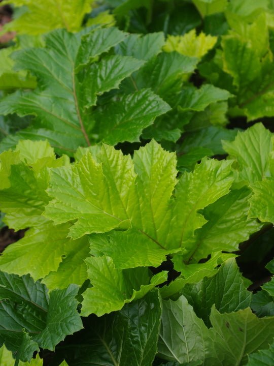 Bear's Breeches Hollards Gold (Acanthus mollis) - Ladybird Nursery