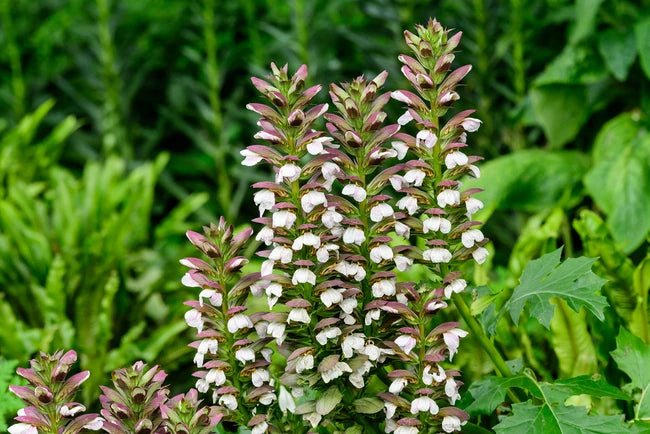 Bear's Breeches Dwarf (Acanthus mollis) - Ladybird Nursery