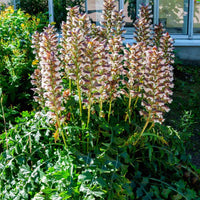 Bear's Breeches ssp. spinosa (Acanthus mollis)