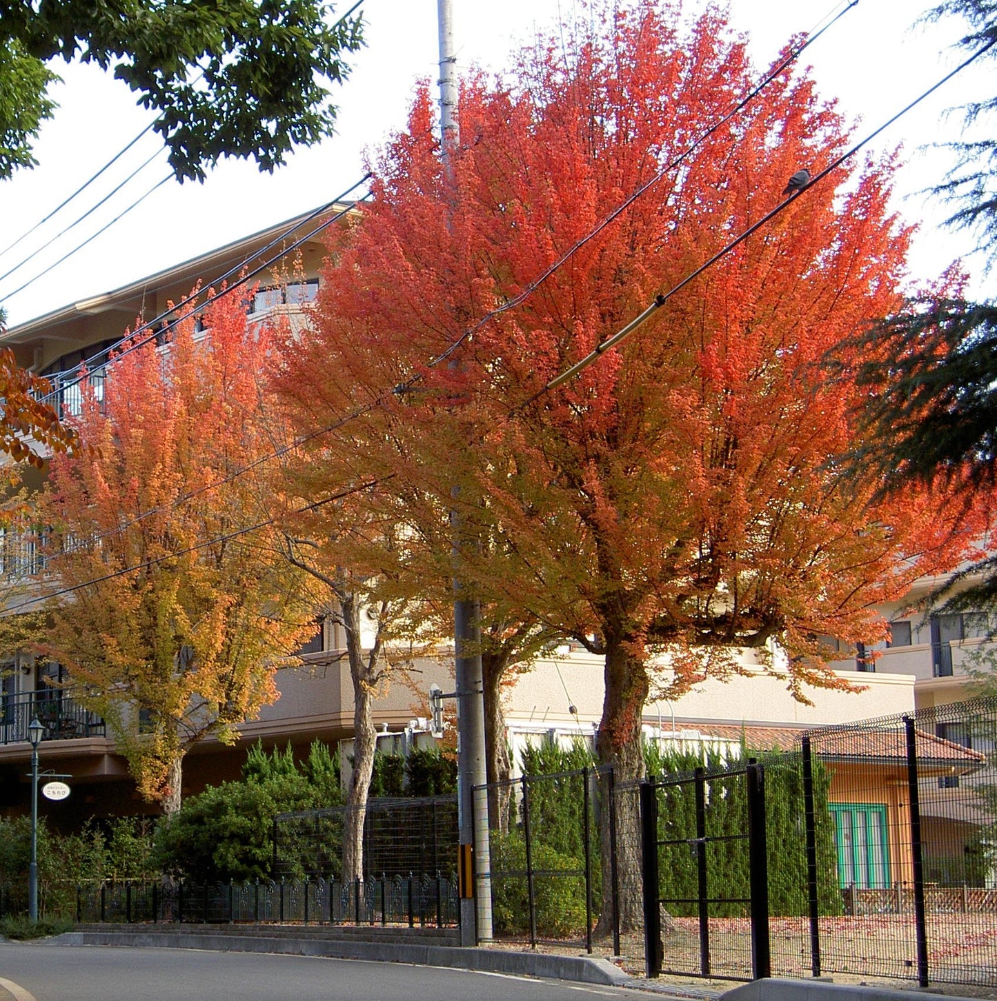 Trident Maple (Acer buergeranium)