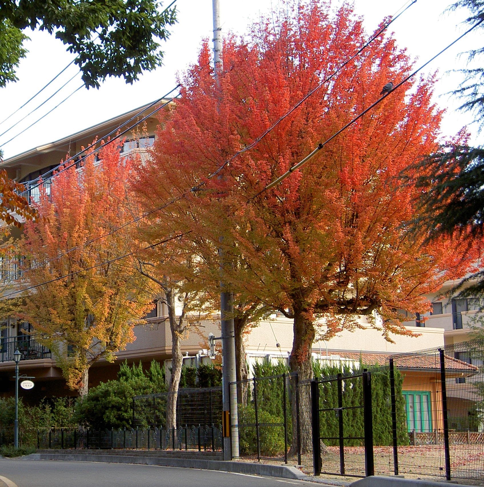 Trident Maple (Acer buergeranium)