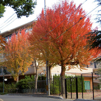 Trident Maple (Acer buergeranium) - Ladybird Nursery