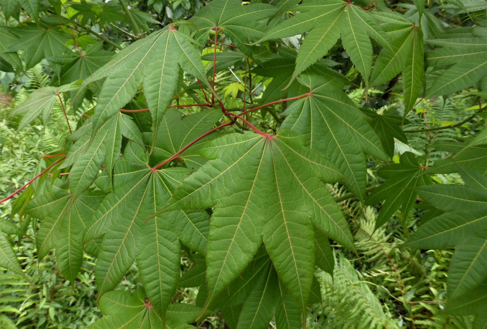Campbell Maple Campbells (Acer campbellii)