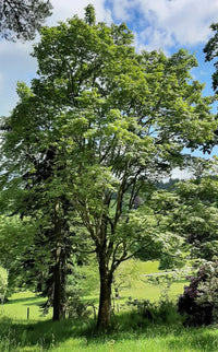 Campbell Maple Campbells (Acer campbellii)