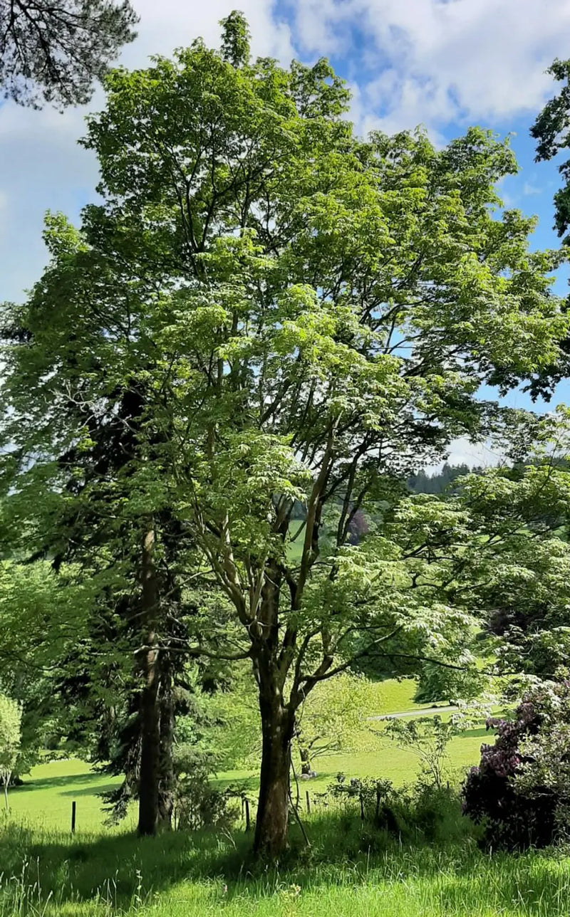 Campbell Maple Campbells (Acer campbellii)