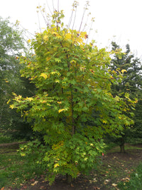 Cappadocian Maple aureum Golden Turkish (Acer cappadocicum)