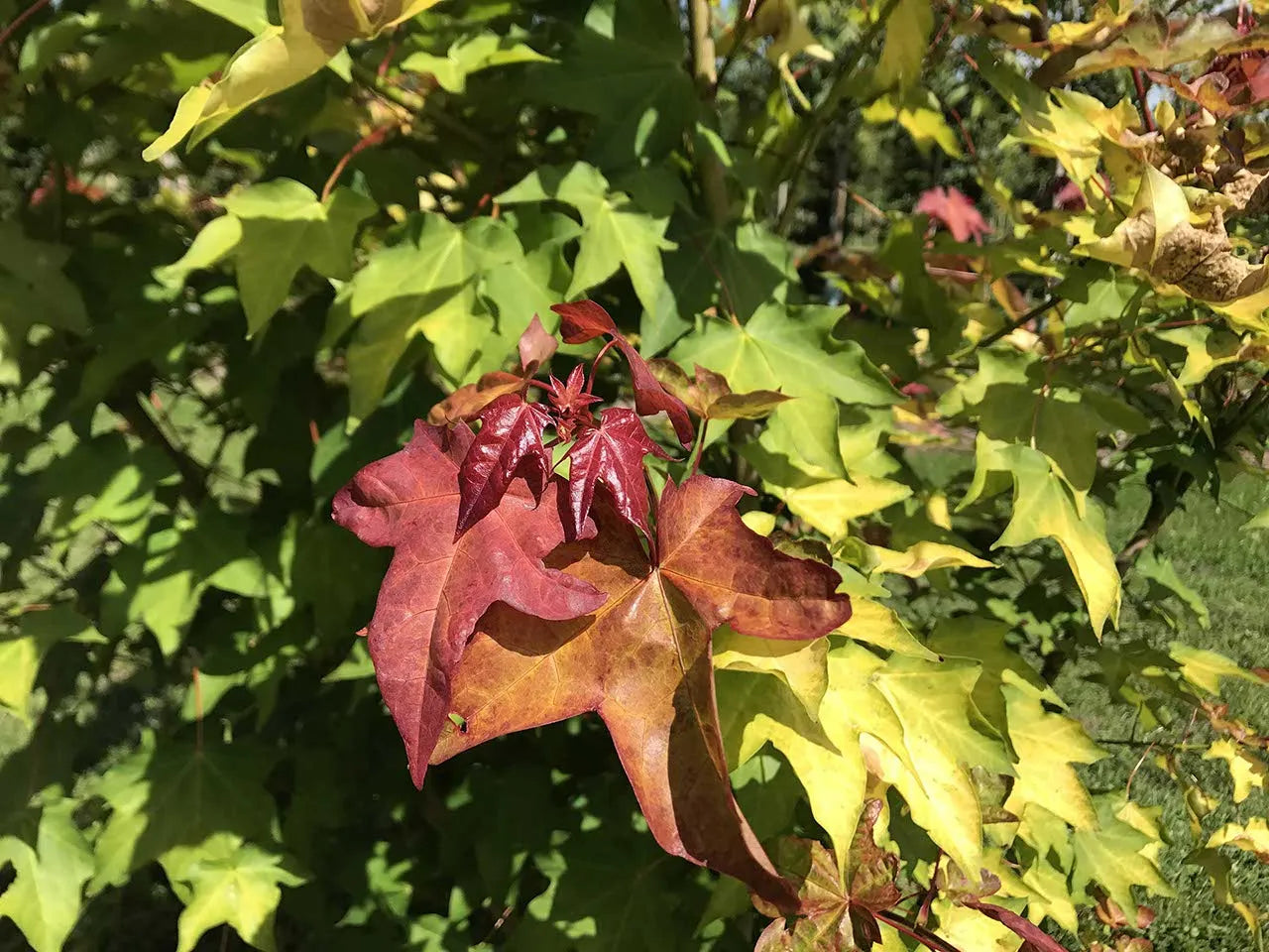 Cappadocian Maple aureum Golden Turkish (Acer cappadocicum)