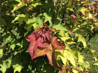 Cappadocian Maple aureum Golden Turkish (Acer cappadocicum)