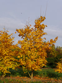Cappadocian Maple Turkish (Acer cappadocicum)