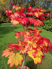Downy Japanese Maple Vitifolium Full Moon (Acer japonicum)
