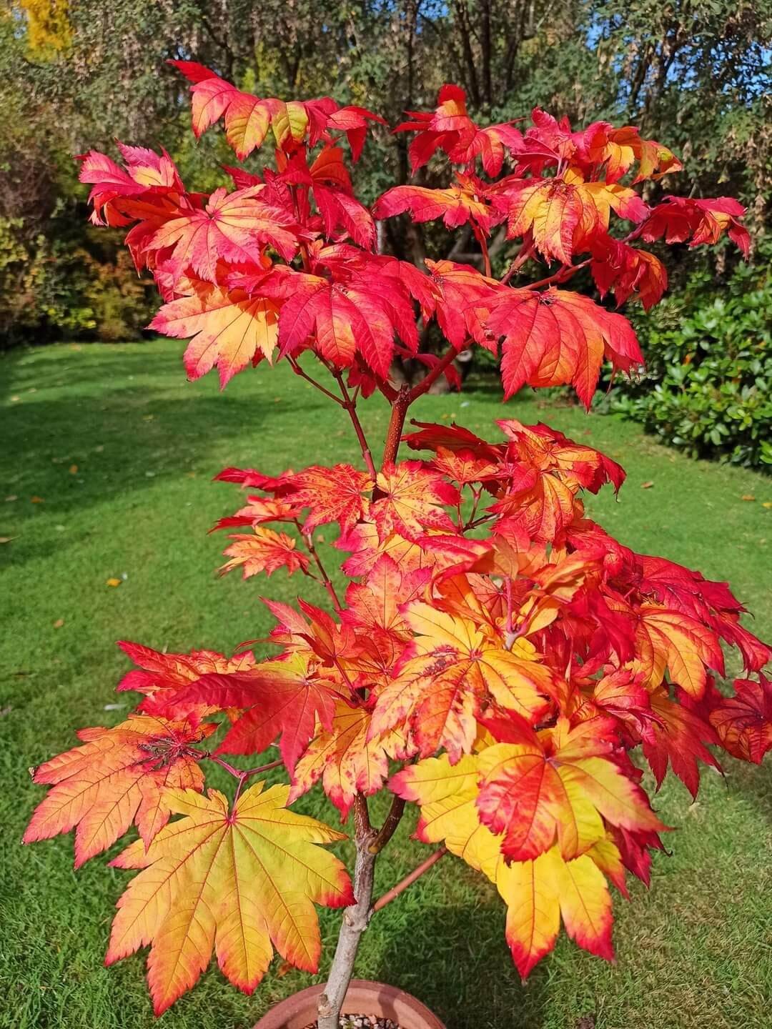 Downy Japanese Maple Vitifolium Full Moon (Acer japonicum) - Ladybird Nursery