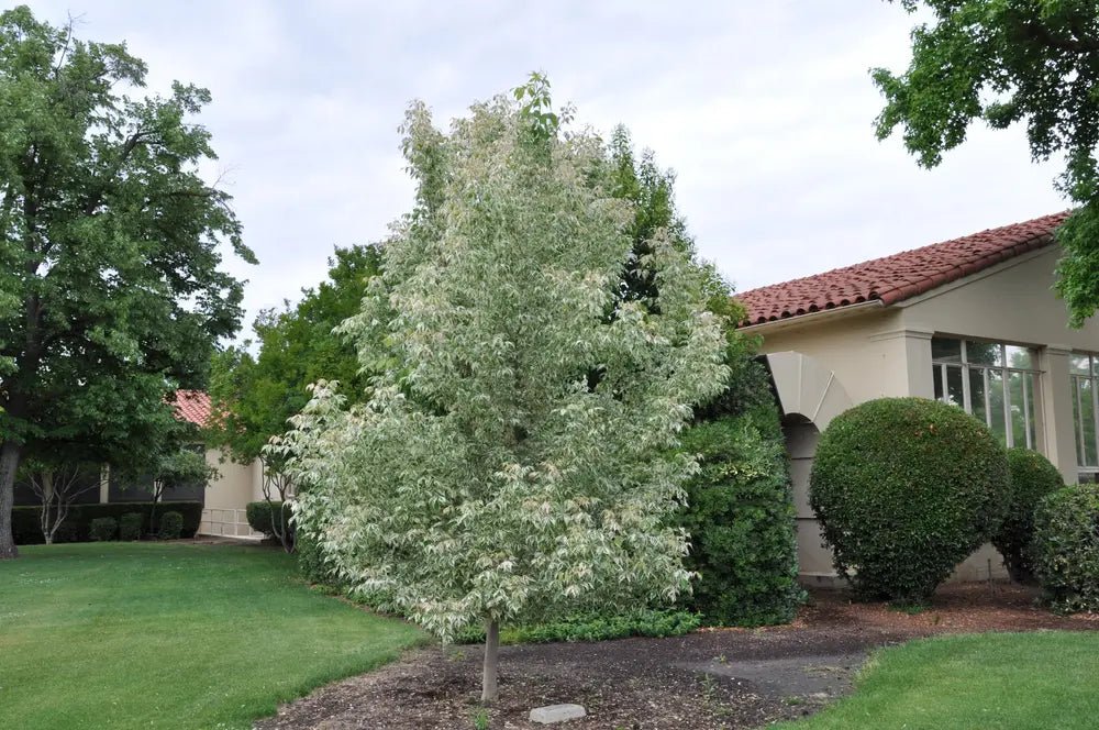 Box Elder Pink Flamingo Maple (Acer negundo) - Ladybird Nursery