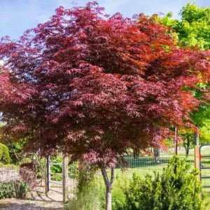 Downy Japanese Maple Vitifolium Full Moon (Acer japonicum) - Ladybird Nursery