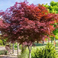 Downy Japanese Maple Vitifolium Full Moon (Acer japonicum) - Ladybird Nursery
